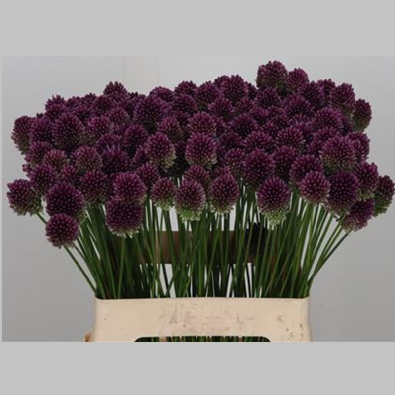 Allium Violet, Pachet (10 buc.)